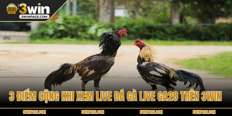 3 điểm cộng khi xem live đá gà live ga28 trên 33WIN